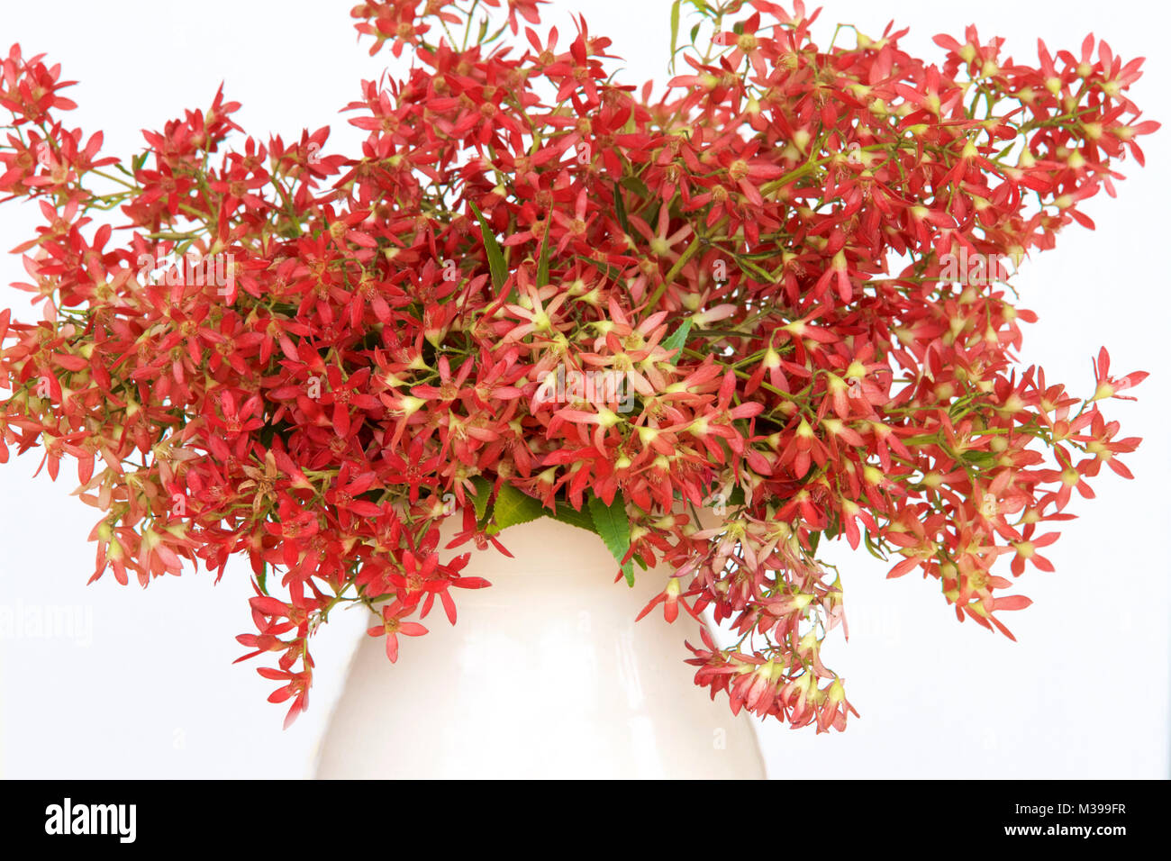 Australian Christmas bush flowers Stock Photo - Alamy