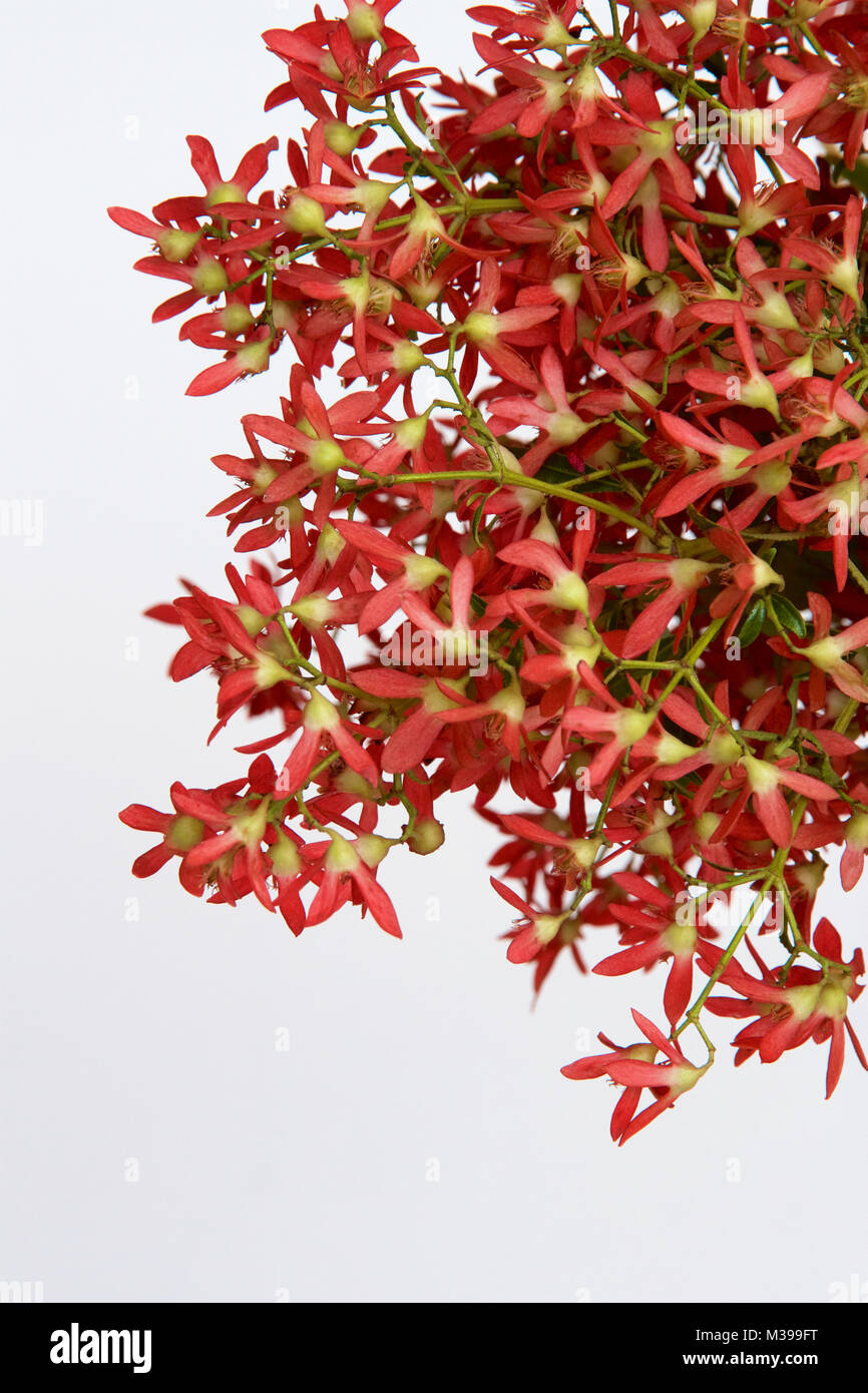 Australian Christmas bush flowers Stock Photo Alamy