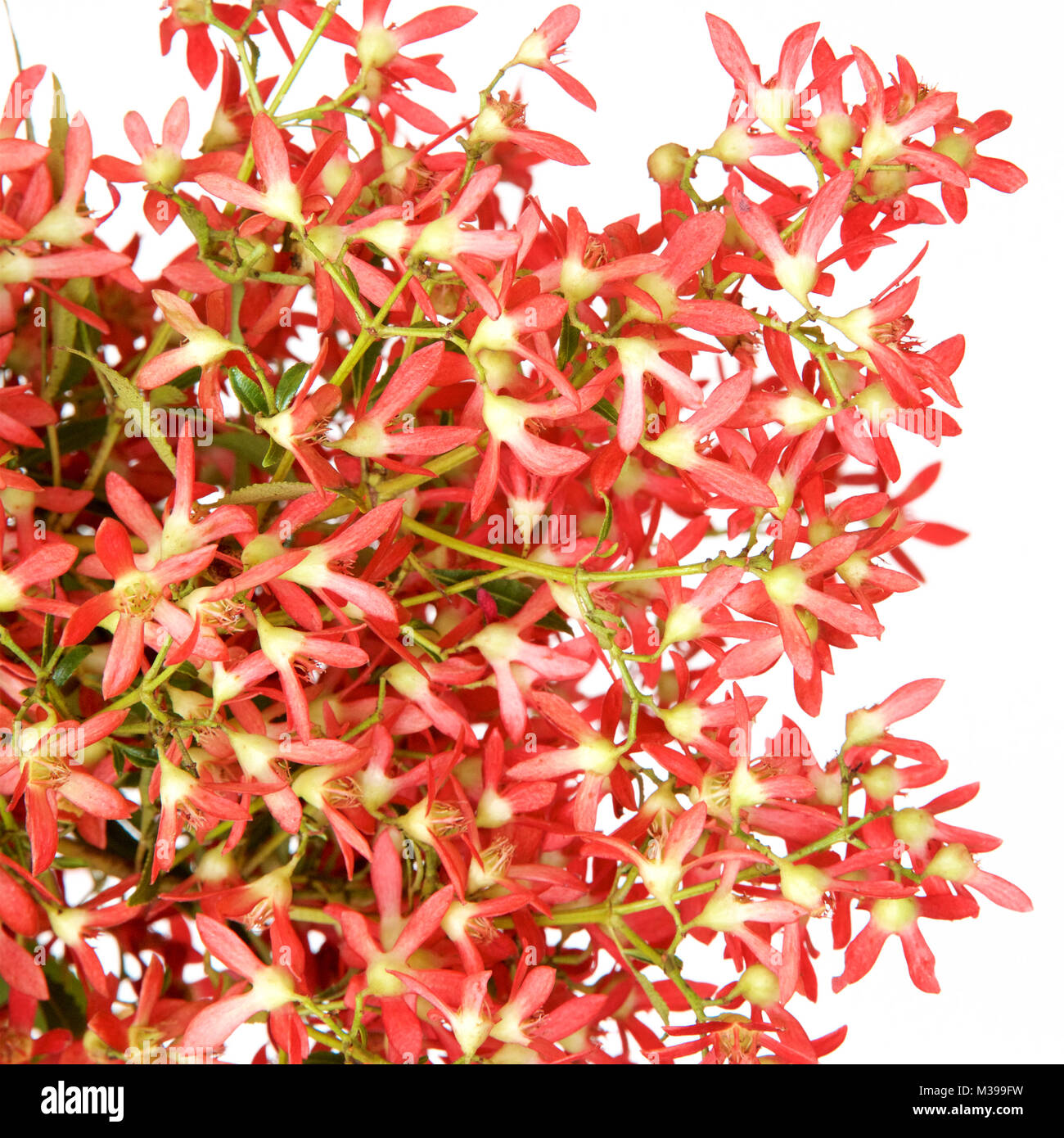 Australian Christmas bush flowers Stock Photo Alamy