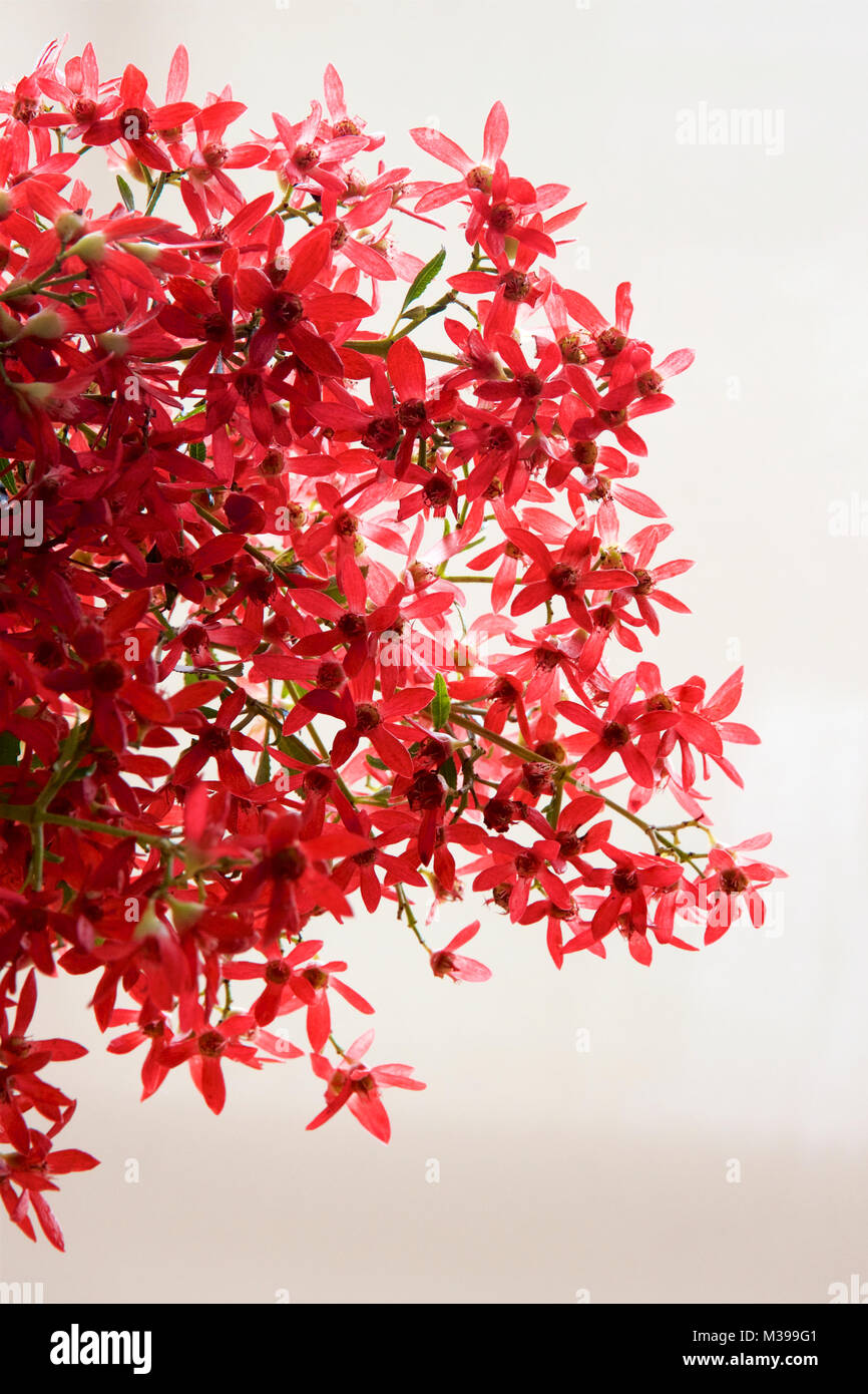 Australian Christmas bush flowers. Stock Photo