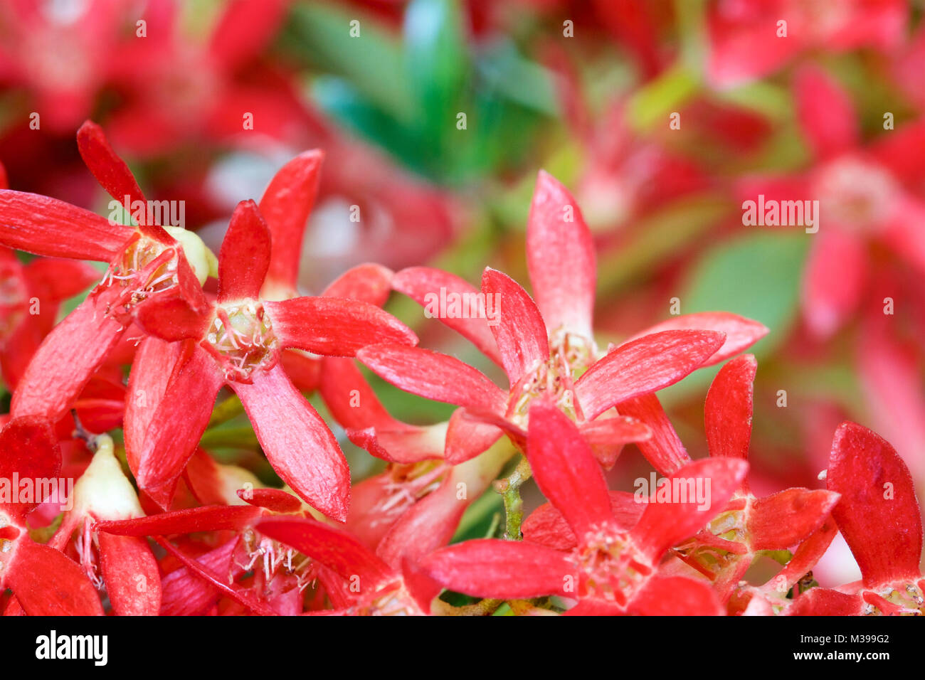 Australian Christmas bush flowers Stock Photo Alamy
