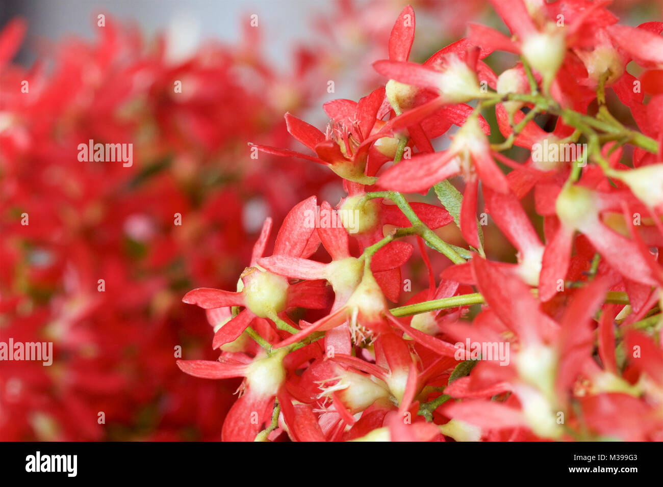 Australian Christmas bush flowers Stock Photo Alamy