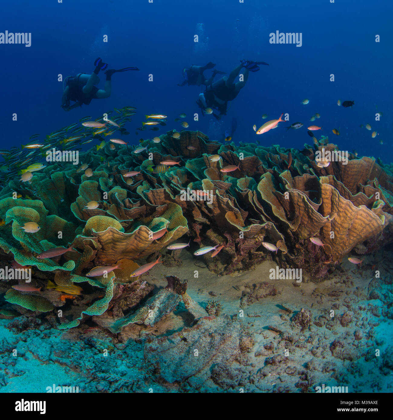 A school of two spot snappers and plate coral Stock Photo
