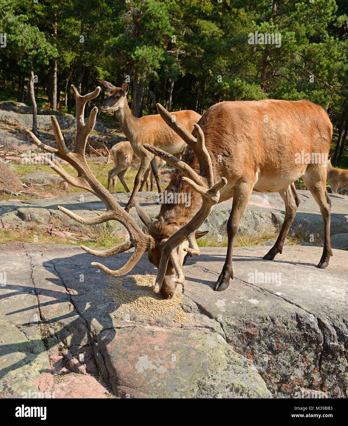 Red deer (Cervus elaphus) eat grain Stock Photo Alamy