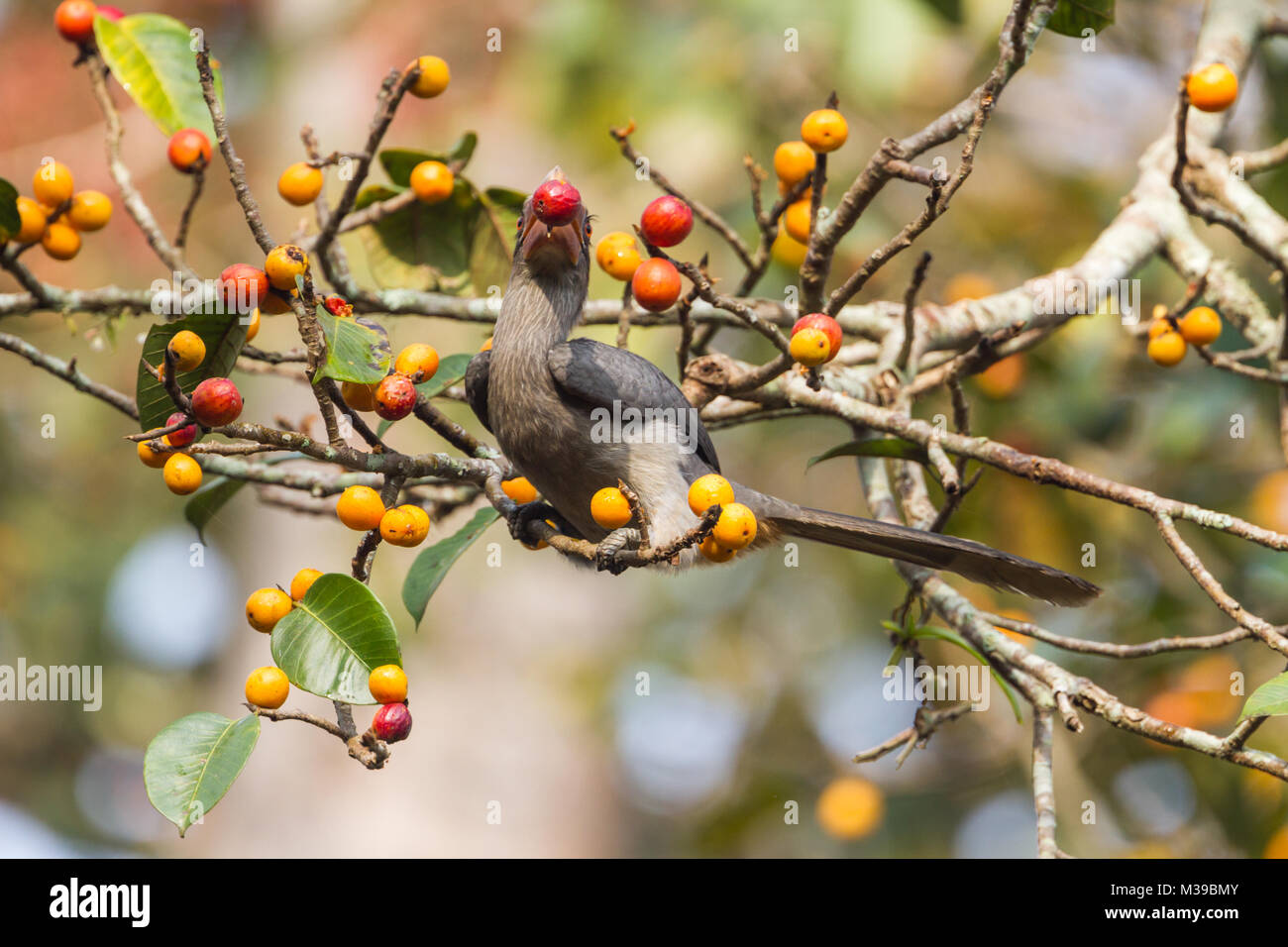 The Malabar grey hornbill (Ocyceros griseus) eating fruits at Timber Depot in Dandeli, Karnataka, India. Stock Photo