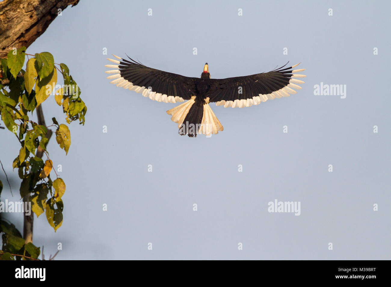 Malabar pied Hornbill (Anthracoceros coronatus) flying at Timber Depot in Dandeli, Karnataka, India. Stock Photo