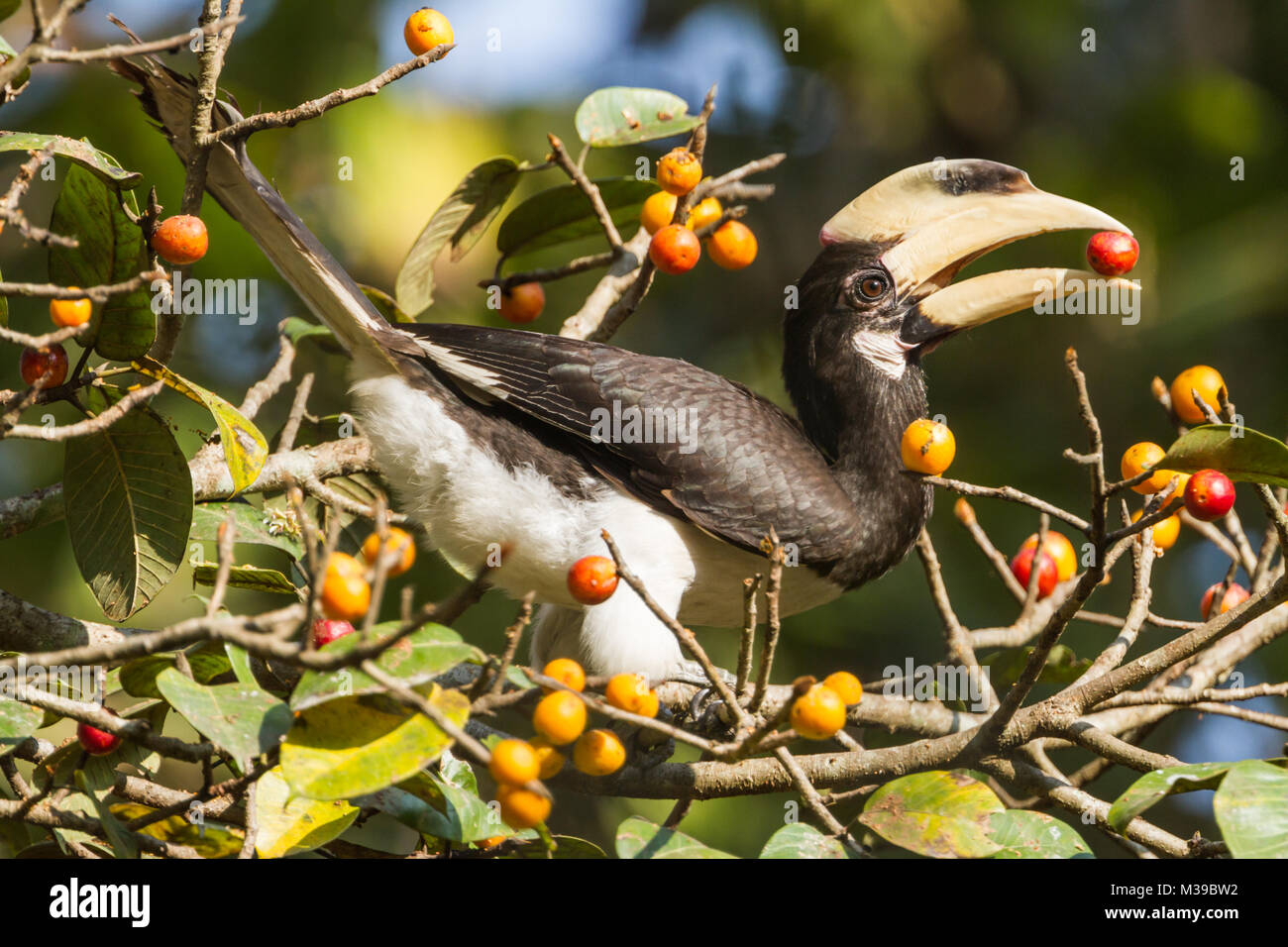 Fig Birds High Resolution Stock Photography and Images Alamy