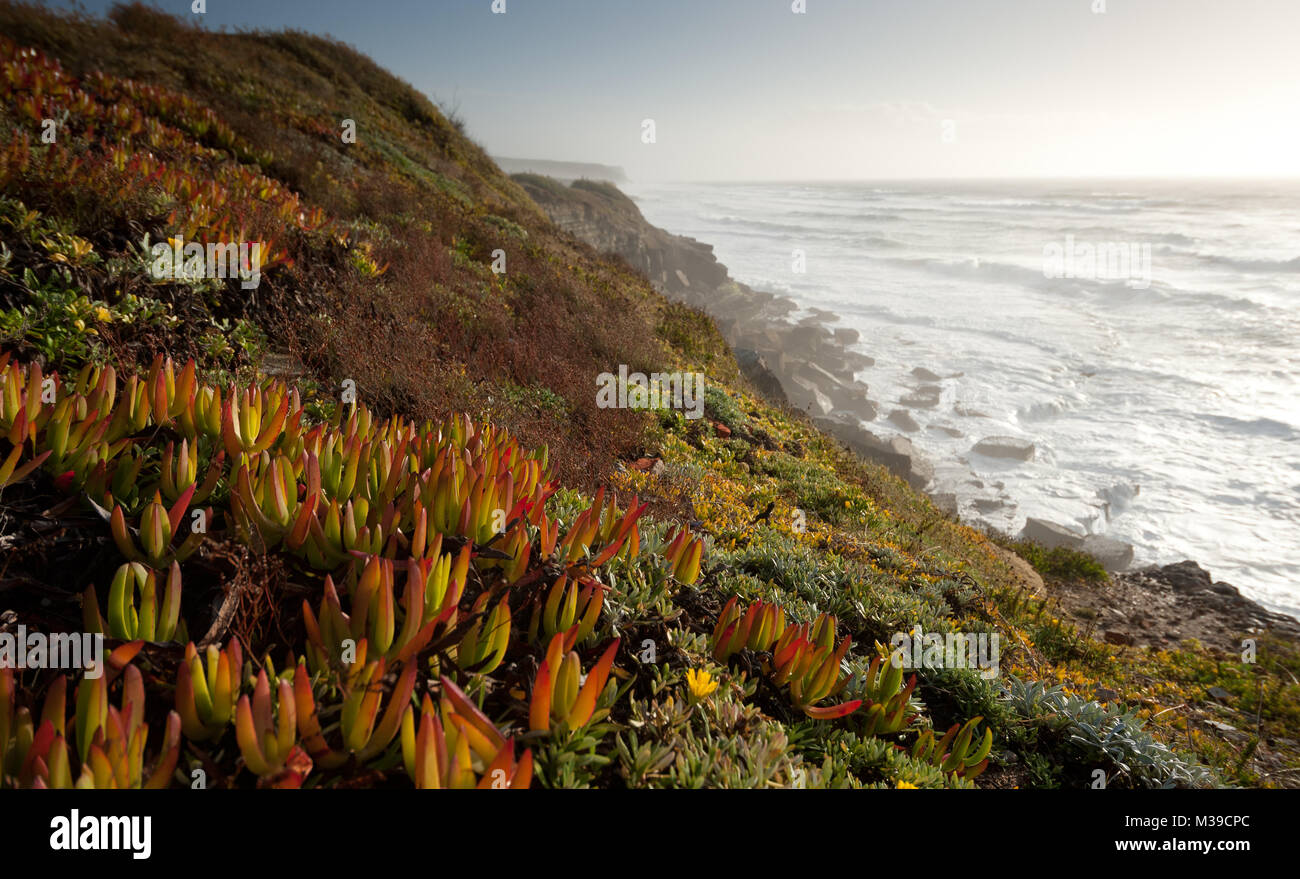 Cape fig plants cover a cliff in southern Portugal, as Atlantic waves crash below. Stock Photo