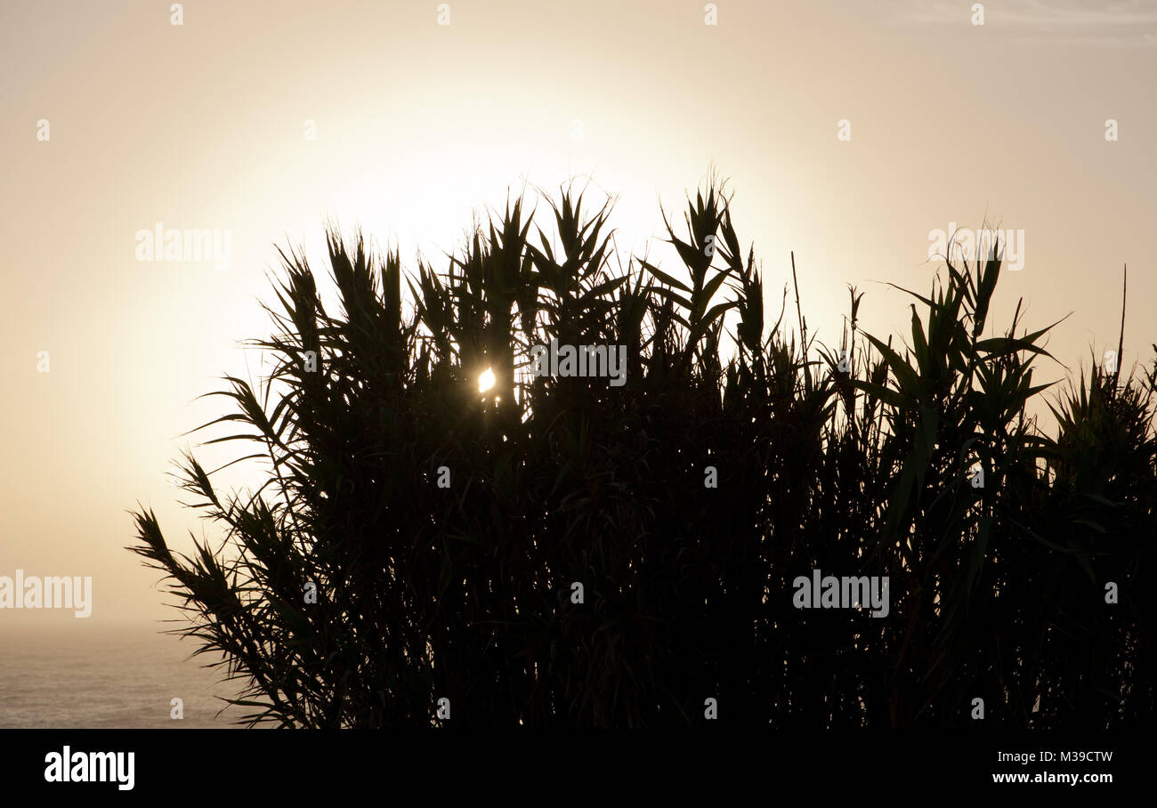 Tall grass plants are silhouetted against the setting sun and the Atlantic in southern Portugal. Stock Photo
