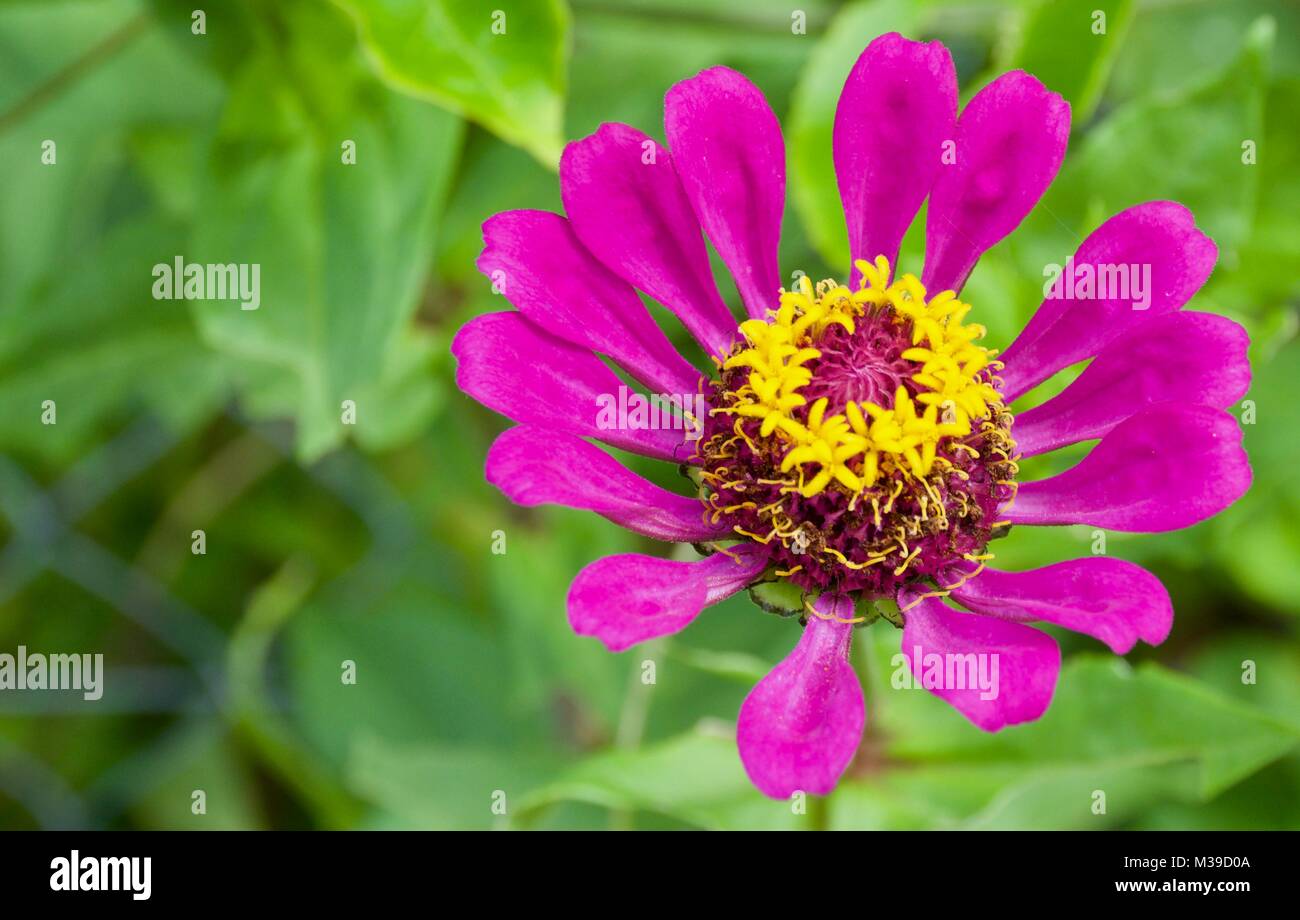 A brilliant pink Zinna flower with separated petals and a centre of yellow states on a background of green leaves Stock Photo
