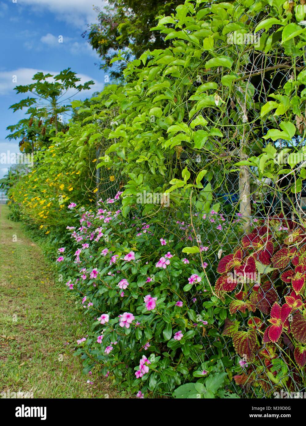 lush sidewalk garden along the fence of a communal community garden with passionfruit vines, small pink flower bushes and iresene Stock Photo