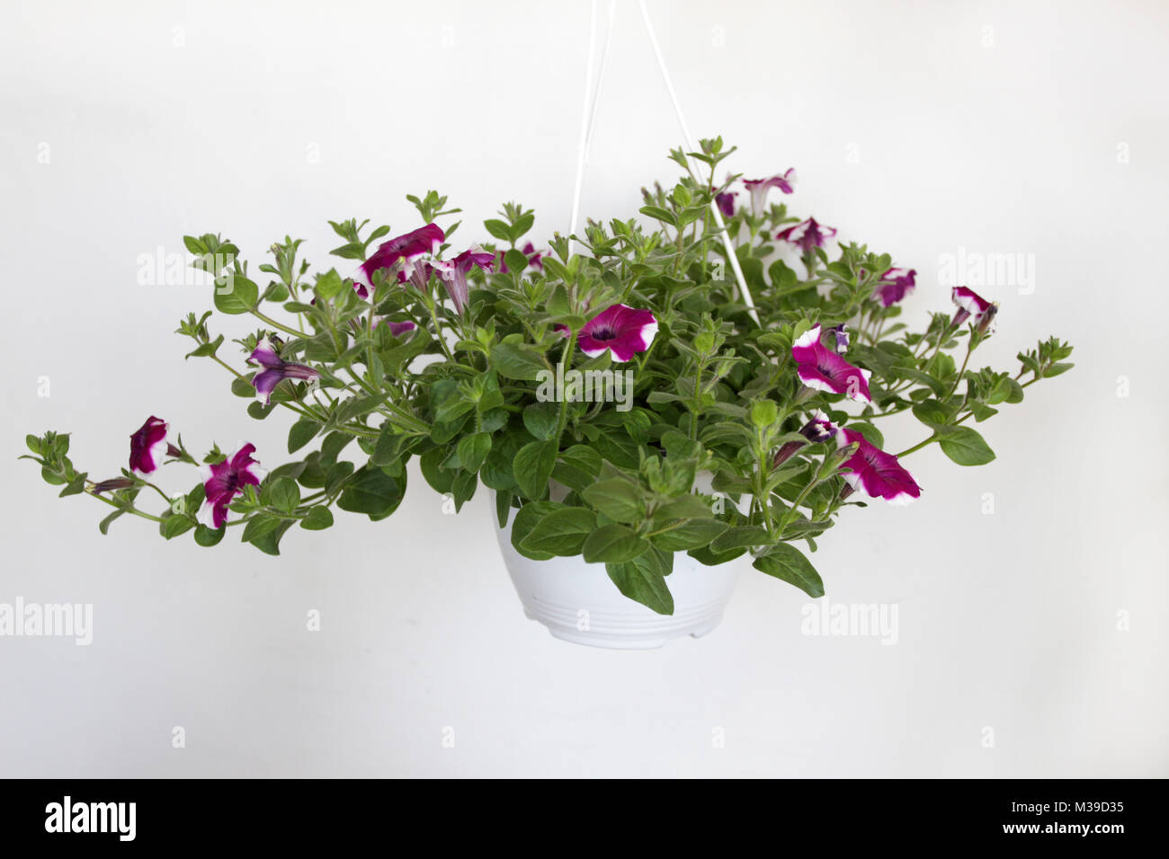 Petunia leaves images