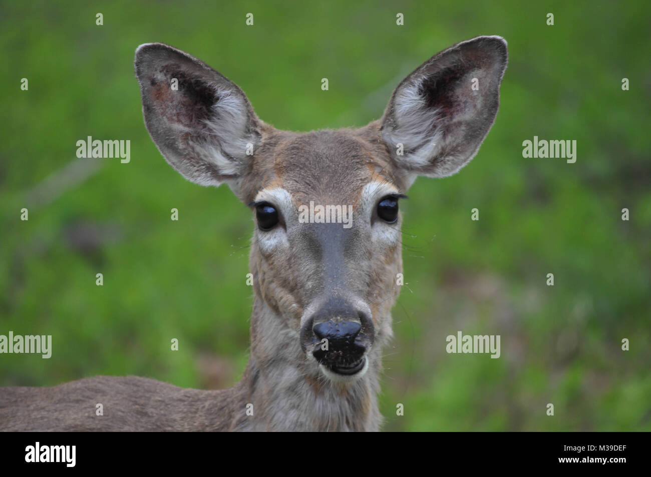 Whitetail Doe Deer in the Poconos Pennsylvania Stock Photo