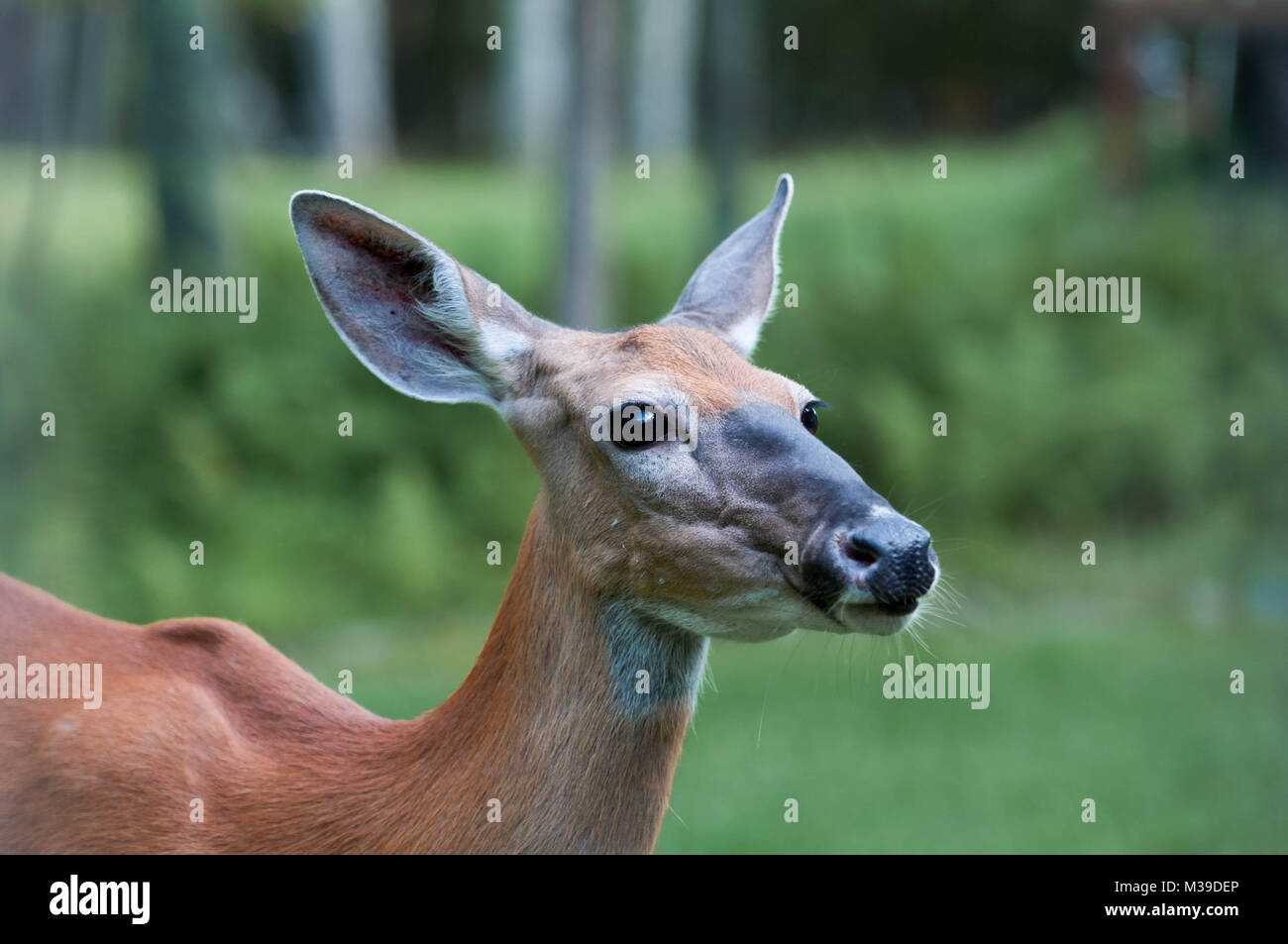 Whitetail Doe Deer in the Poconos Pennsylvania Stock Photo