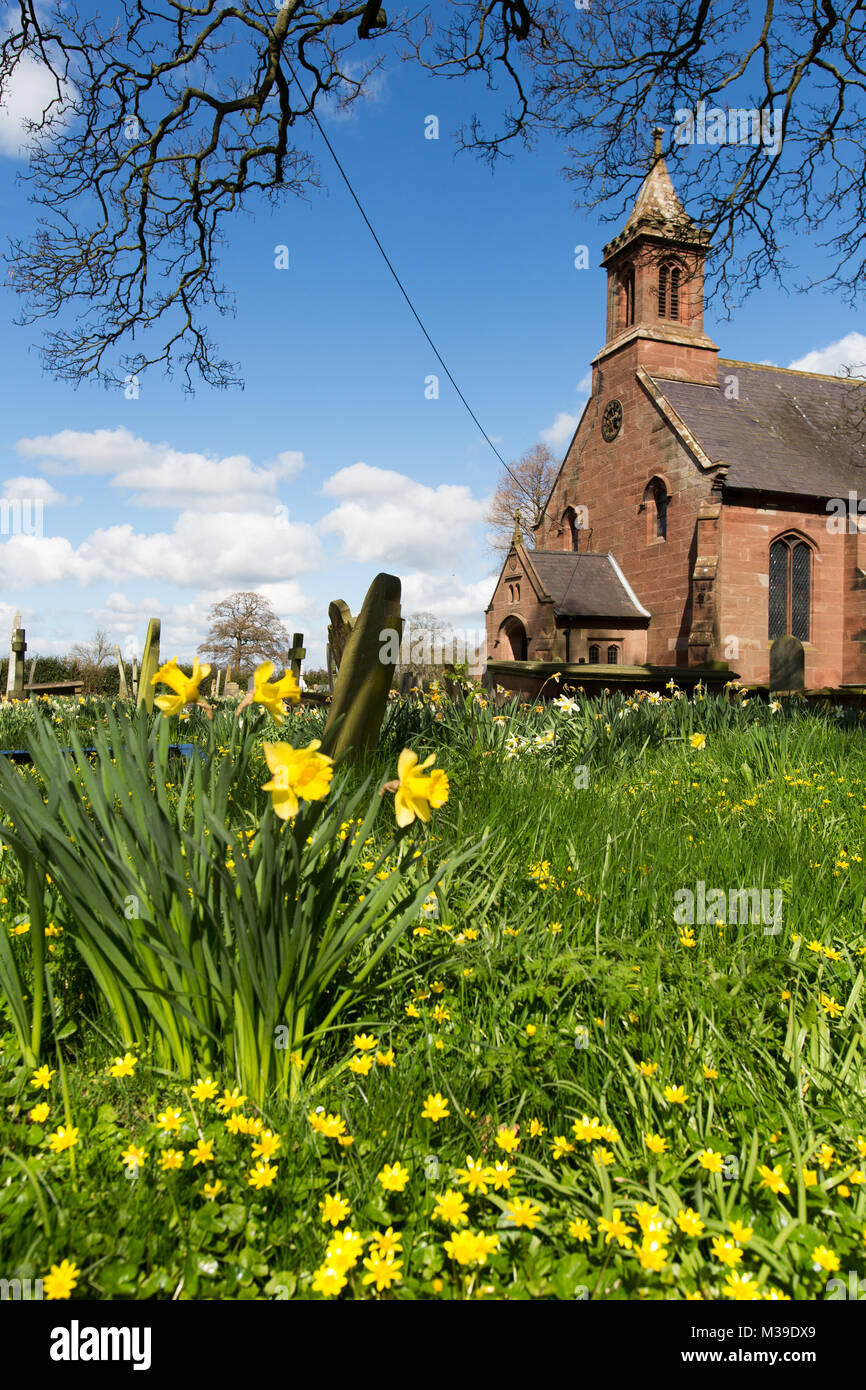 Village of Coddington, England. Picturesque spring view of daffodils in