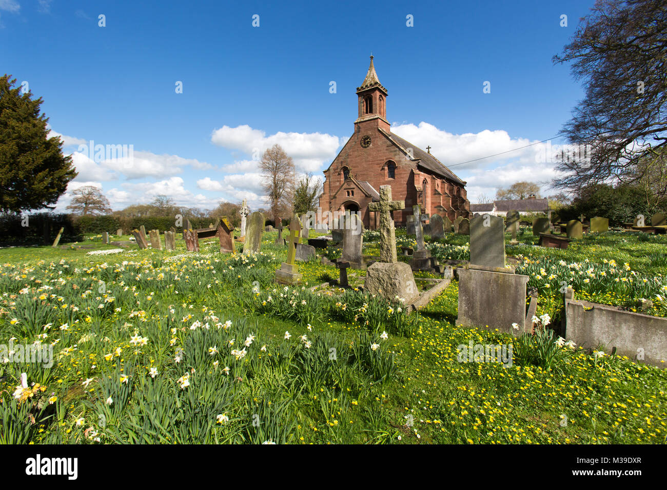 Village of Coddington, England. Picturesque spring view of daffodils in