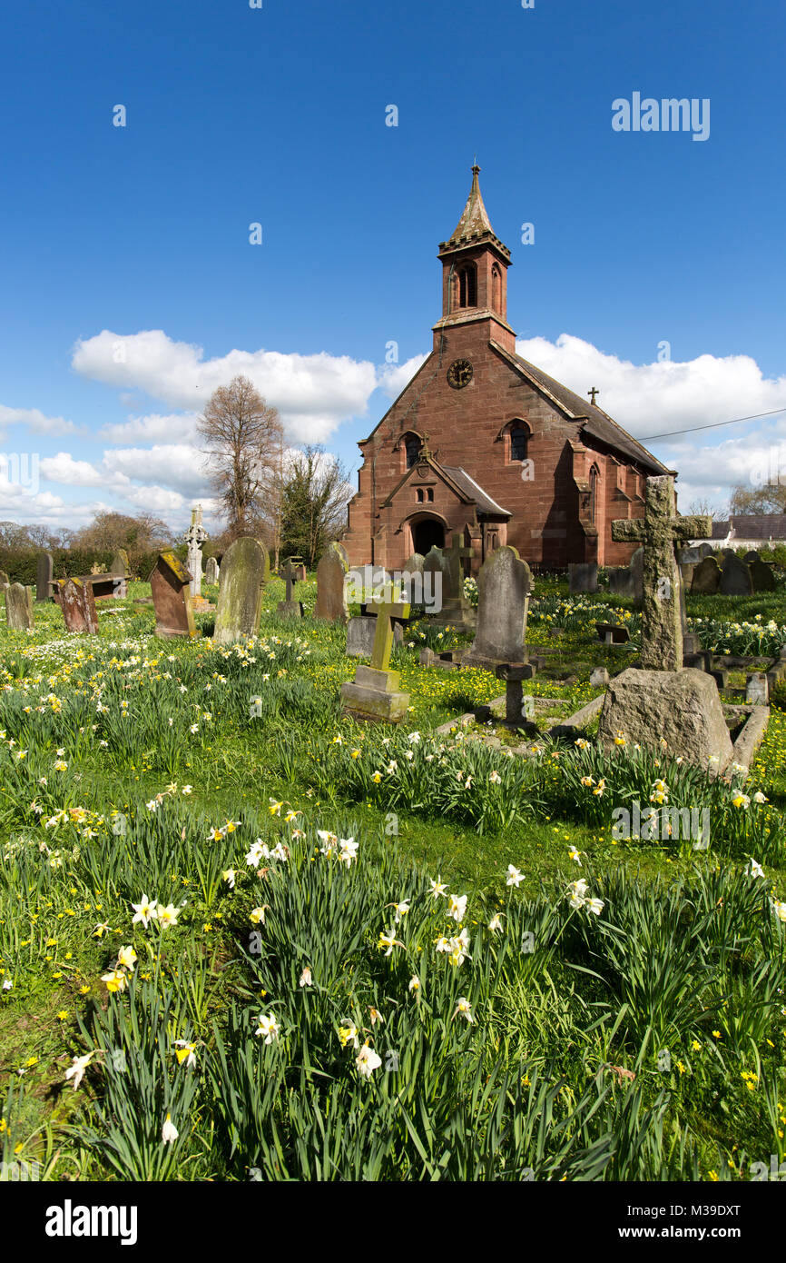 Village of Coddington, England. Picturesque spring view of daffodils in