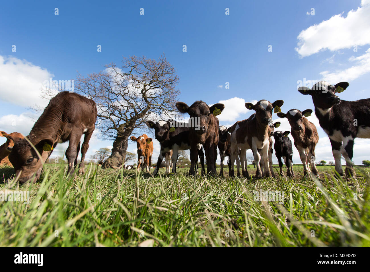 Village of Handley, England. Picturesque spring view of calves grazing in a field near the Cheshire village of Handley. Stock Photo