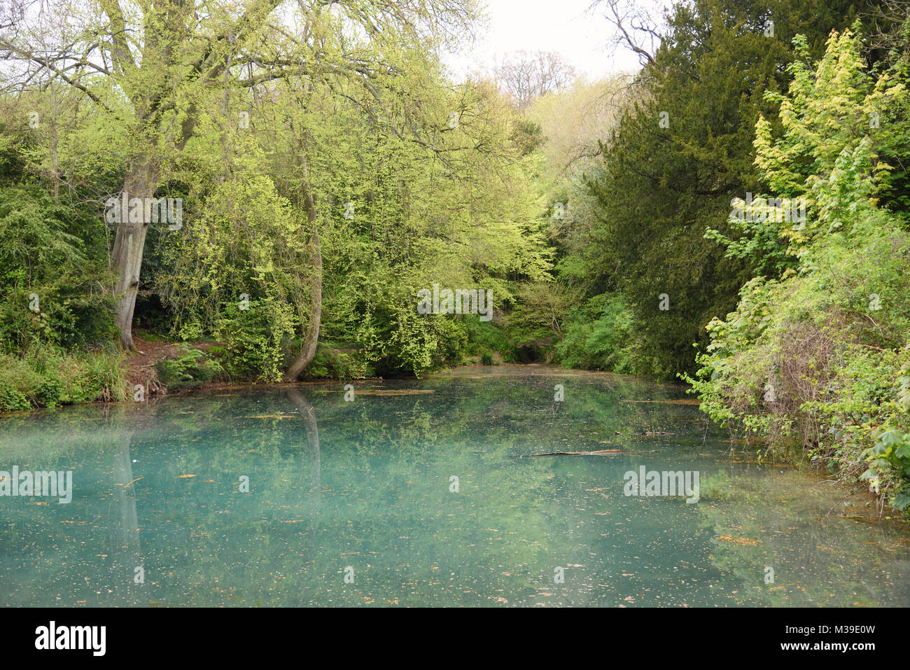 silent pool albury near Guildford Surrey Stock Photo - Alamy