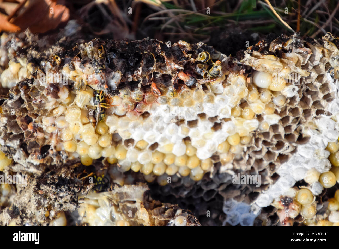 Honeycomb Exploding Hornet Nest Explosion _ Exploding hornet nests with wrist rockets – RPAZF
