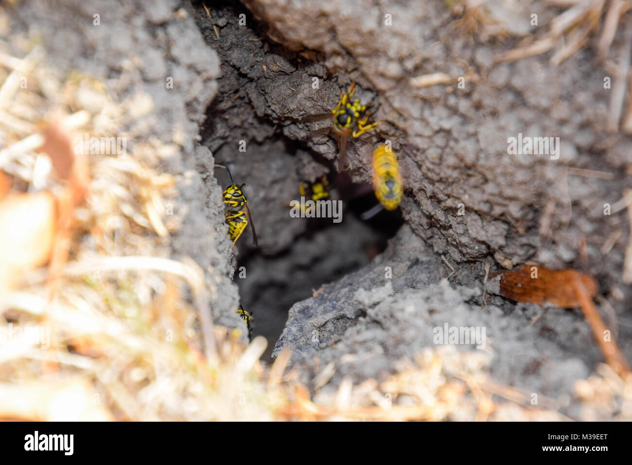 Wasps fly into their nest. Mink with an aspen nest. Underground Stock