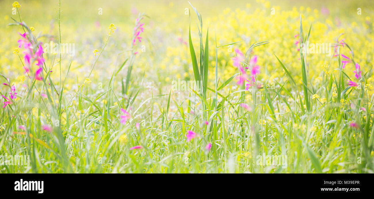 A close up of a field of yellow rape seed with a few pink flowers in between. Stock Photo