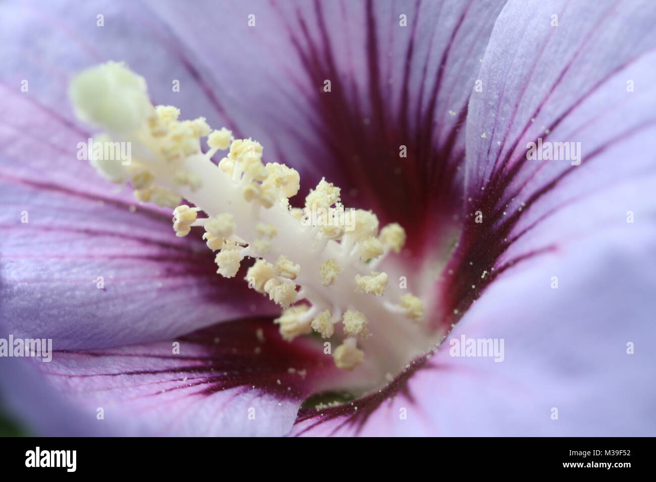 Blue purple Hibiscus flower Stock Photo