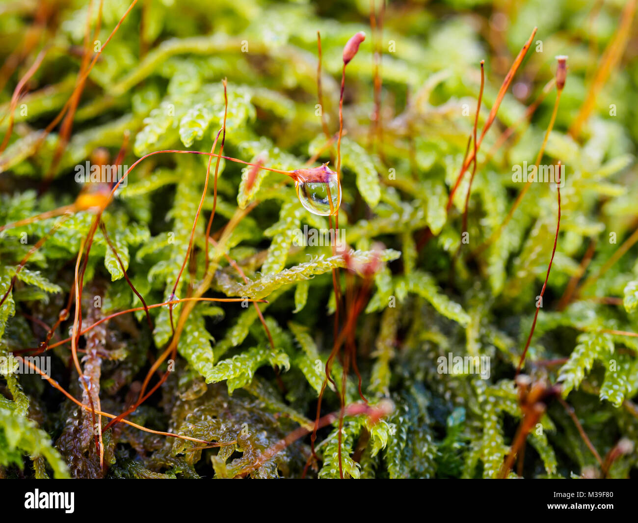 Woodland plant and water droplet Stock Photo