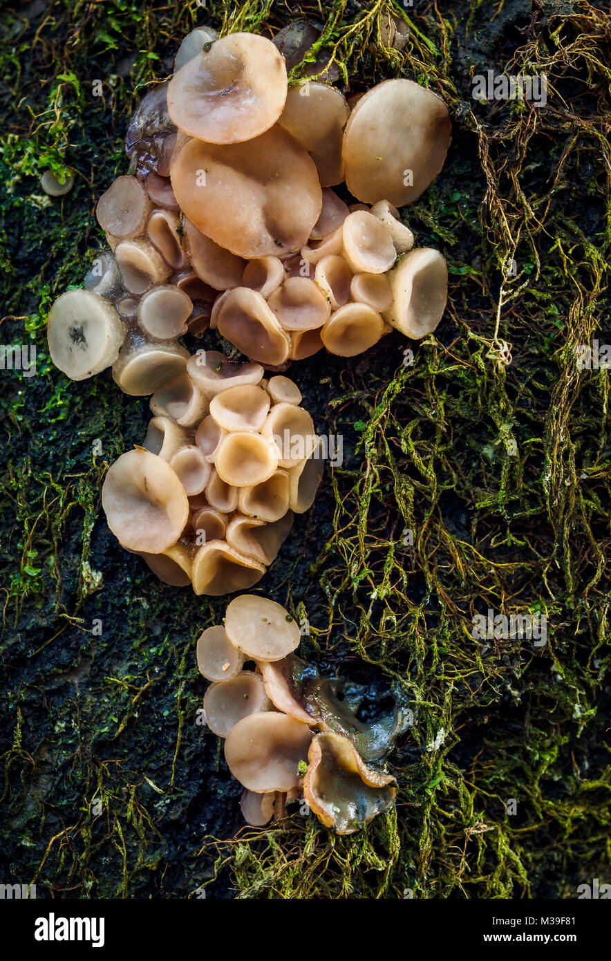 Woodland jelly fungi, UK Stock Photo