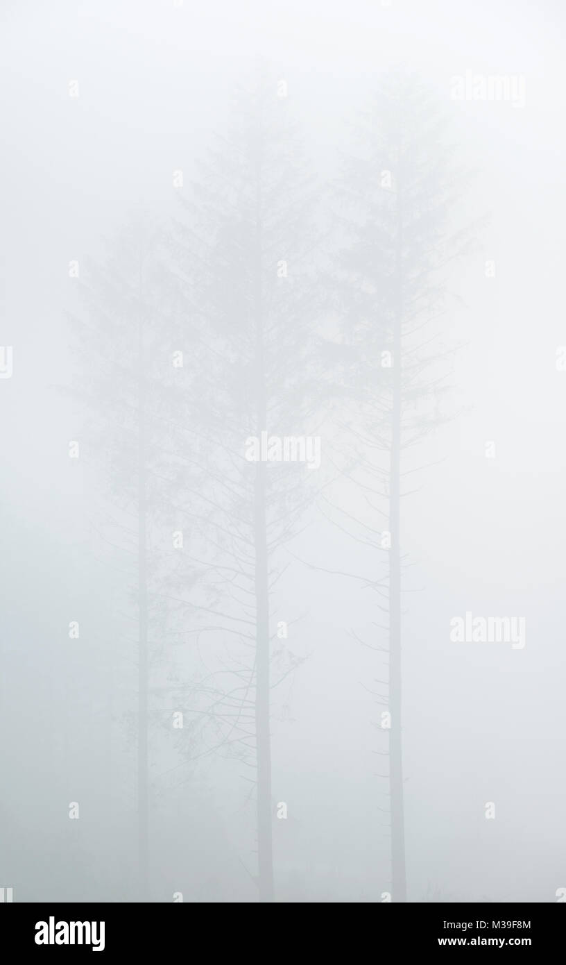 Photograph of Woodland trees in thick winter fog Stock Photo