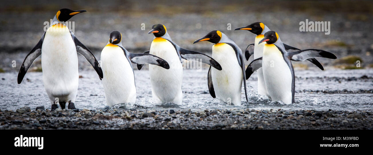 A photograph of a group of six adult king penguins crossing a stream on salisbury plain, South Georgia. Stock Photo