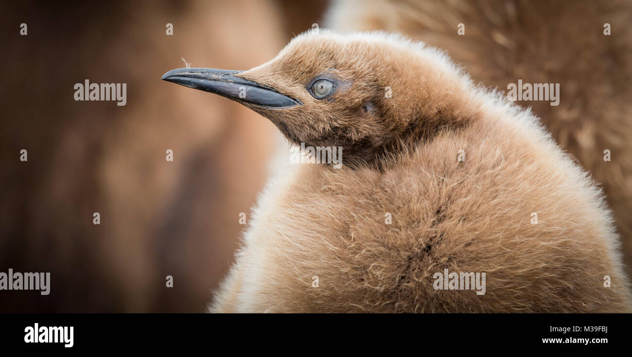 A close up photograph of a lone king penguin chick. Stock Photo