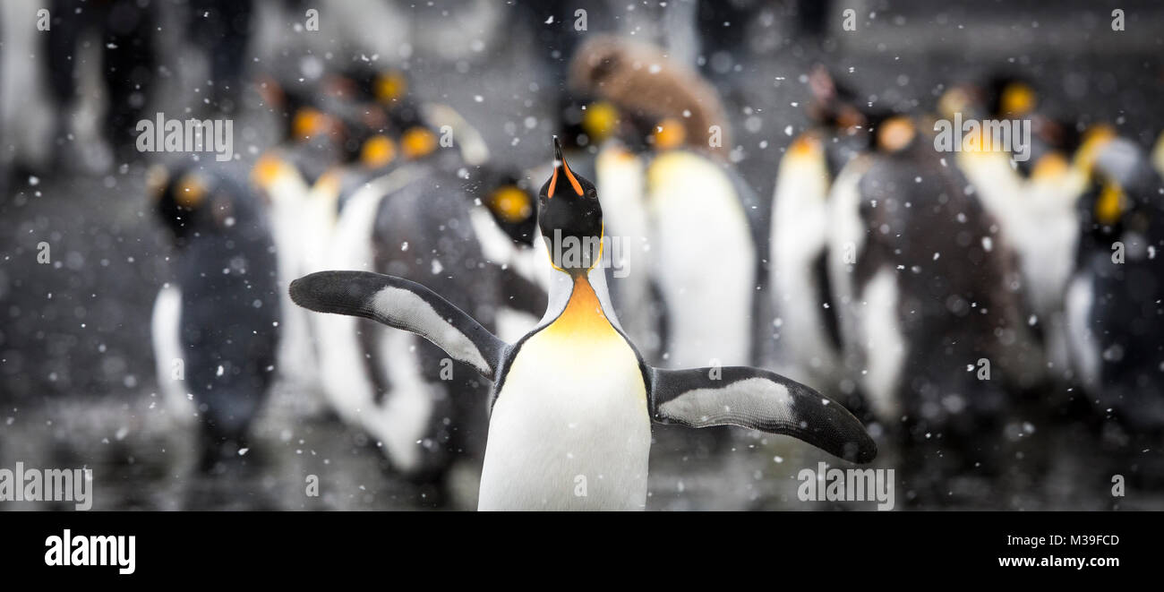 Penguins in the snow on Salisbury Plain, South Georgia Stock Photo