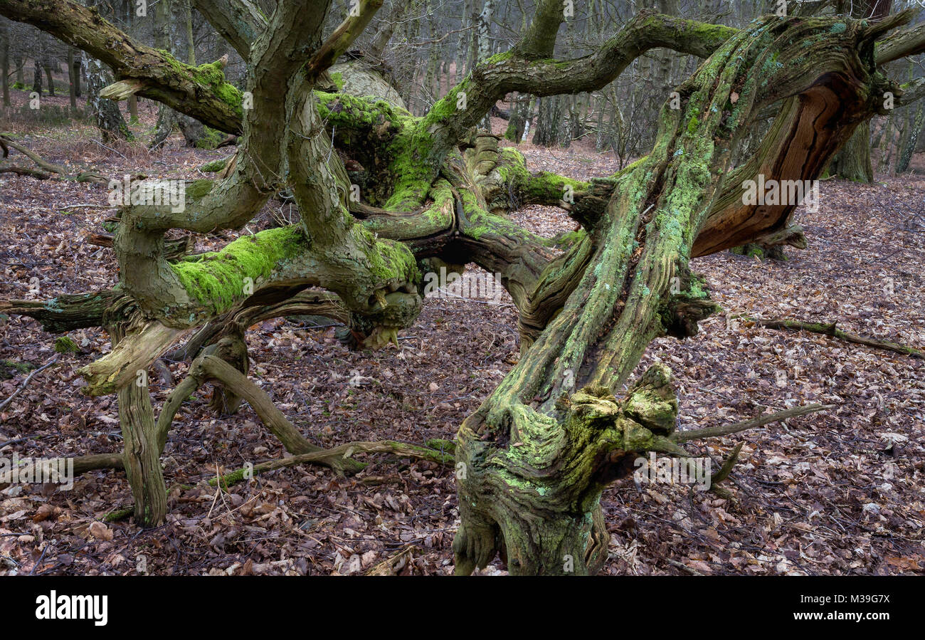 old oak tree fallen in Brocton Coppice, Cannock chase Stock Photo