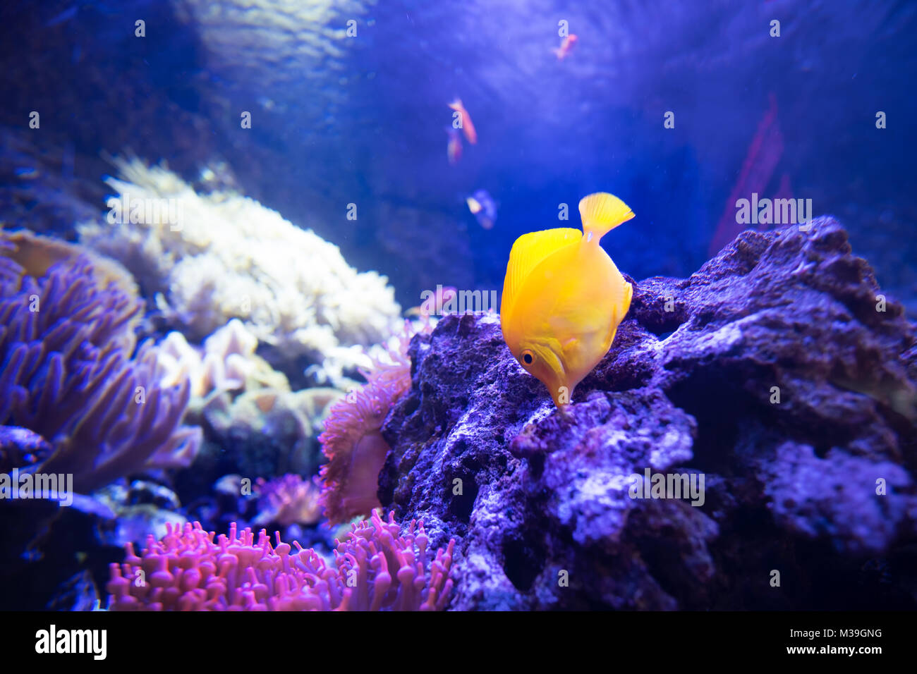 yellow tang fish in shallow coral reefs eat from live rocks Stock Photo