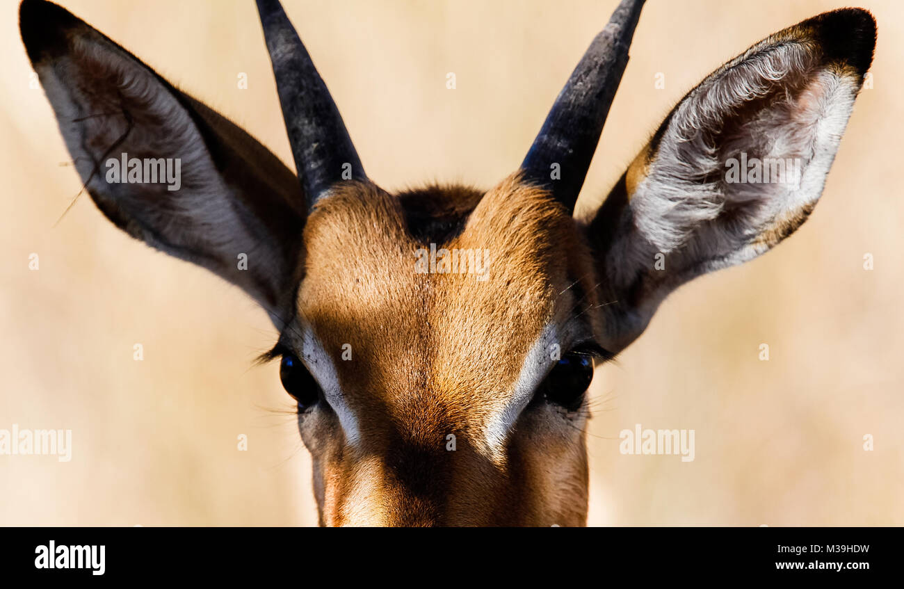 Impala in the Wild in South Africa Stock Photo