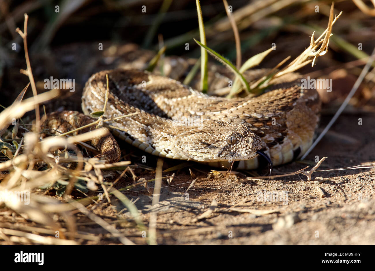 Puff Adder snake in the wild in South Africa Stock Photo Alamy