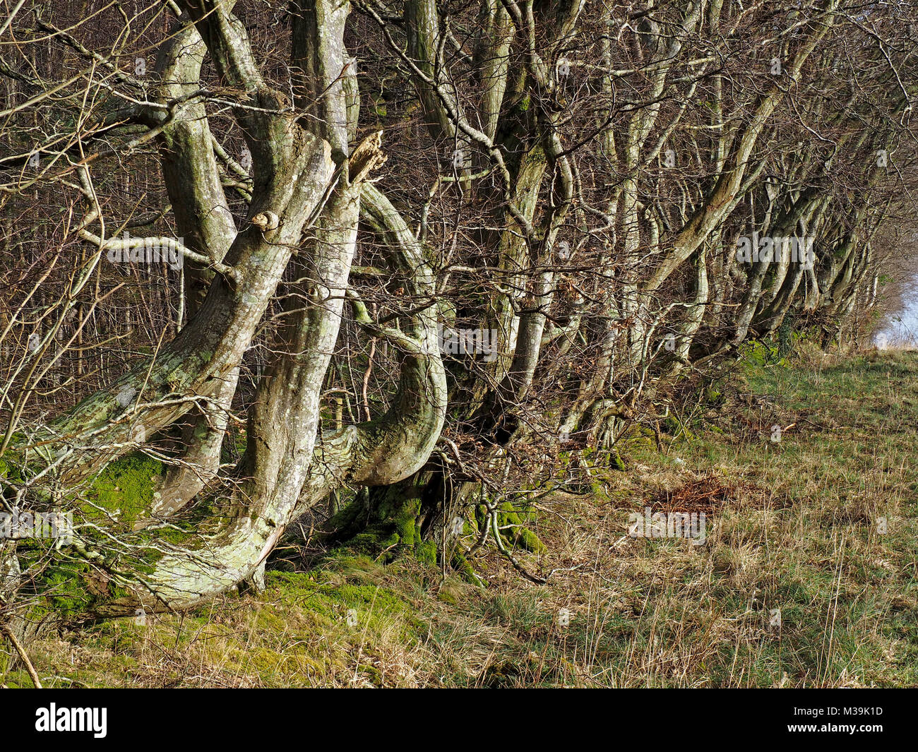 contorted trunks and bare branches of a row of old Beech trees (Fagus