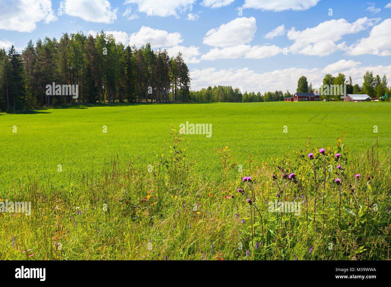 Rural summer landscape, green field and forest under blue sky with ...