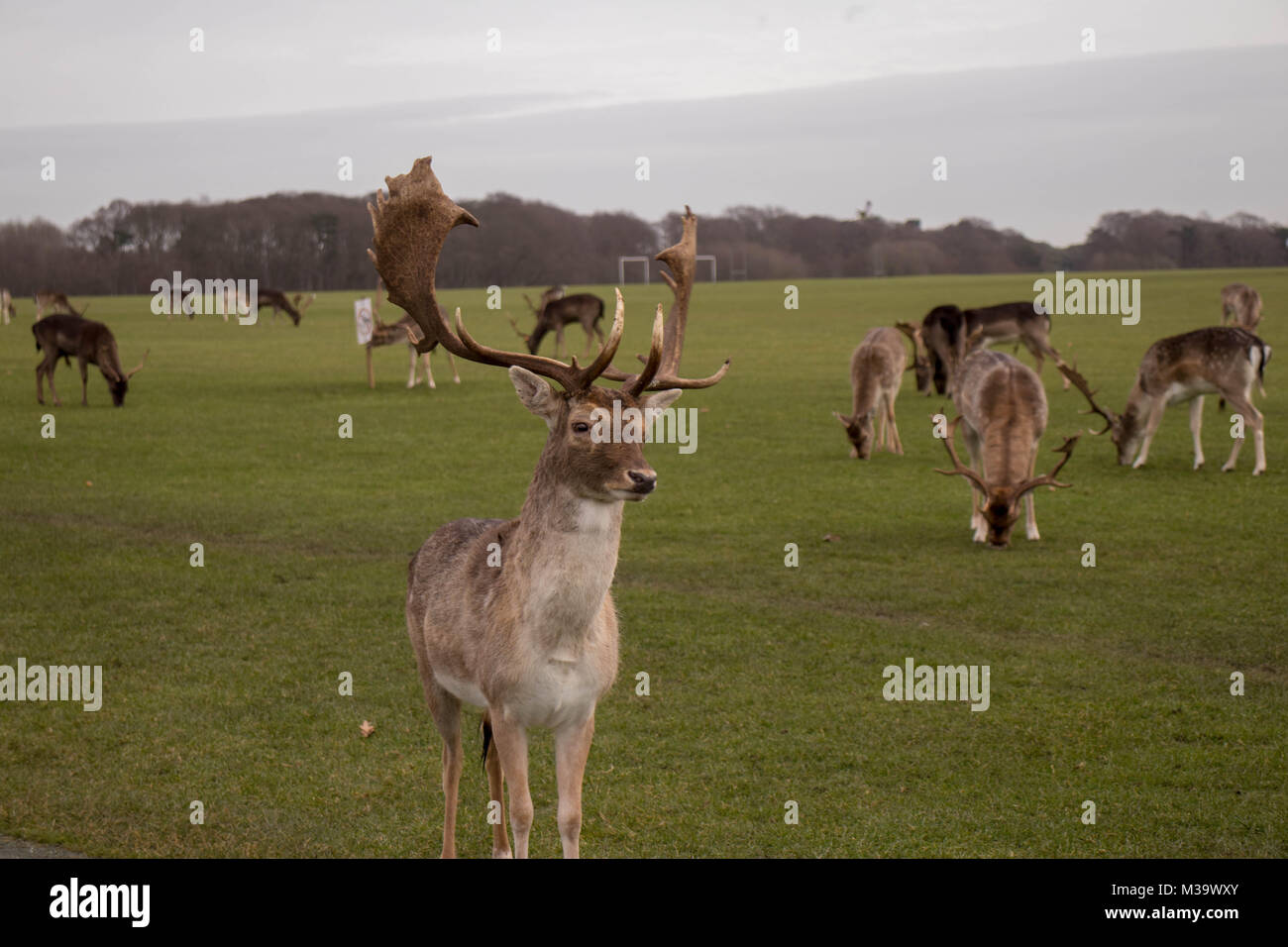 Picture of Deer in Phoenix Park, Dublin Stock Photo - Alamy