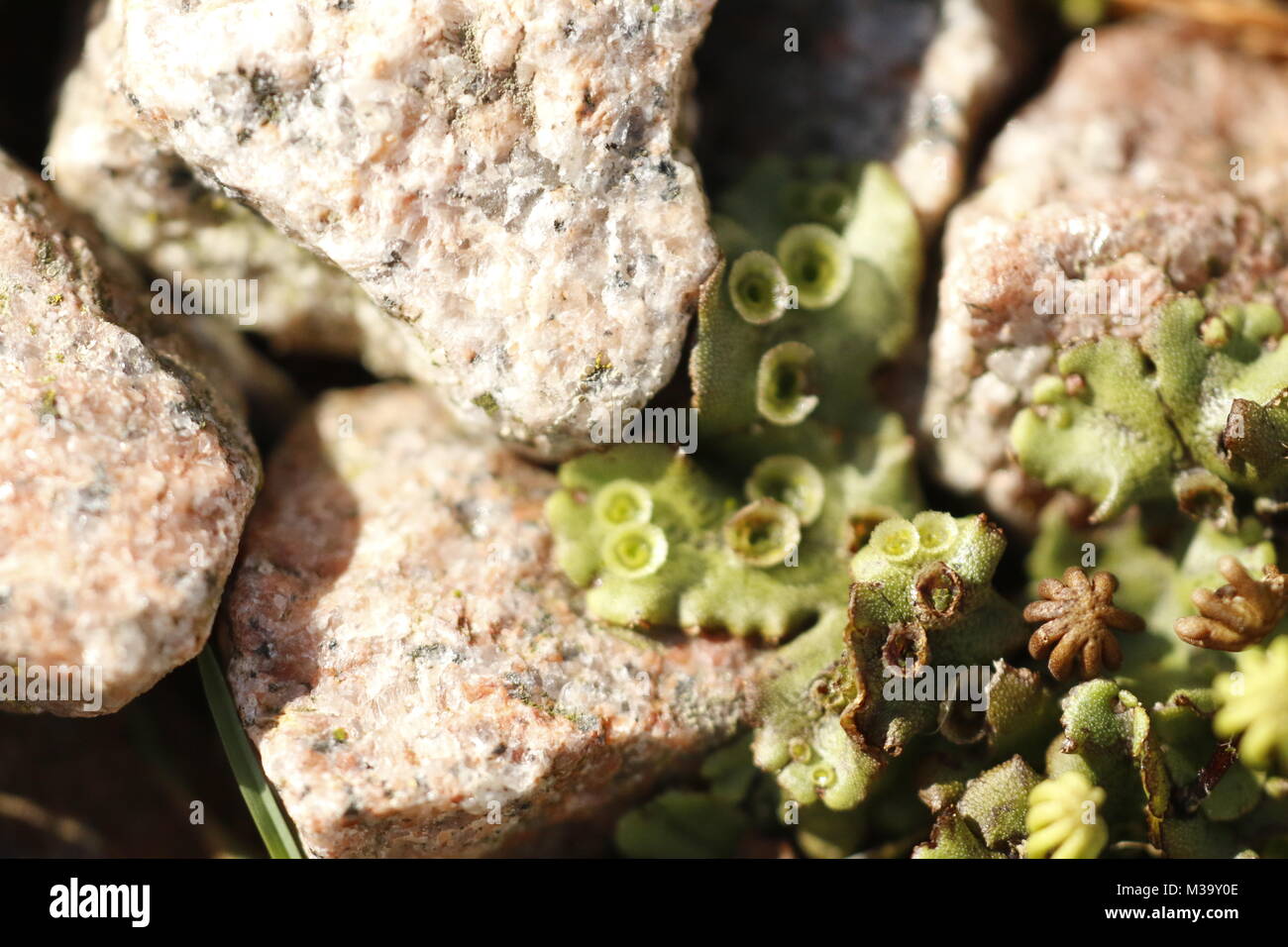 Umbrella liverwort in macro Stock Photo