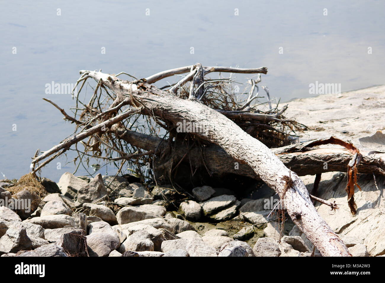 Alter vertrockneter Baumstamm, angeschwemmt am Ufer des Sees, Strandgut Stock Photo