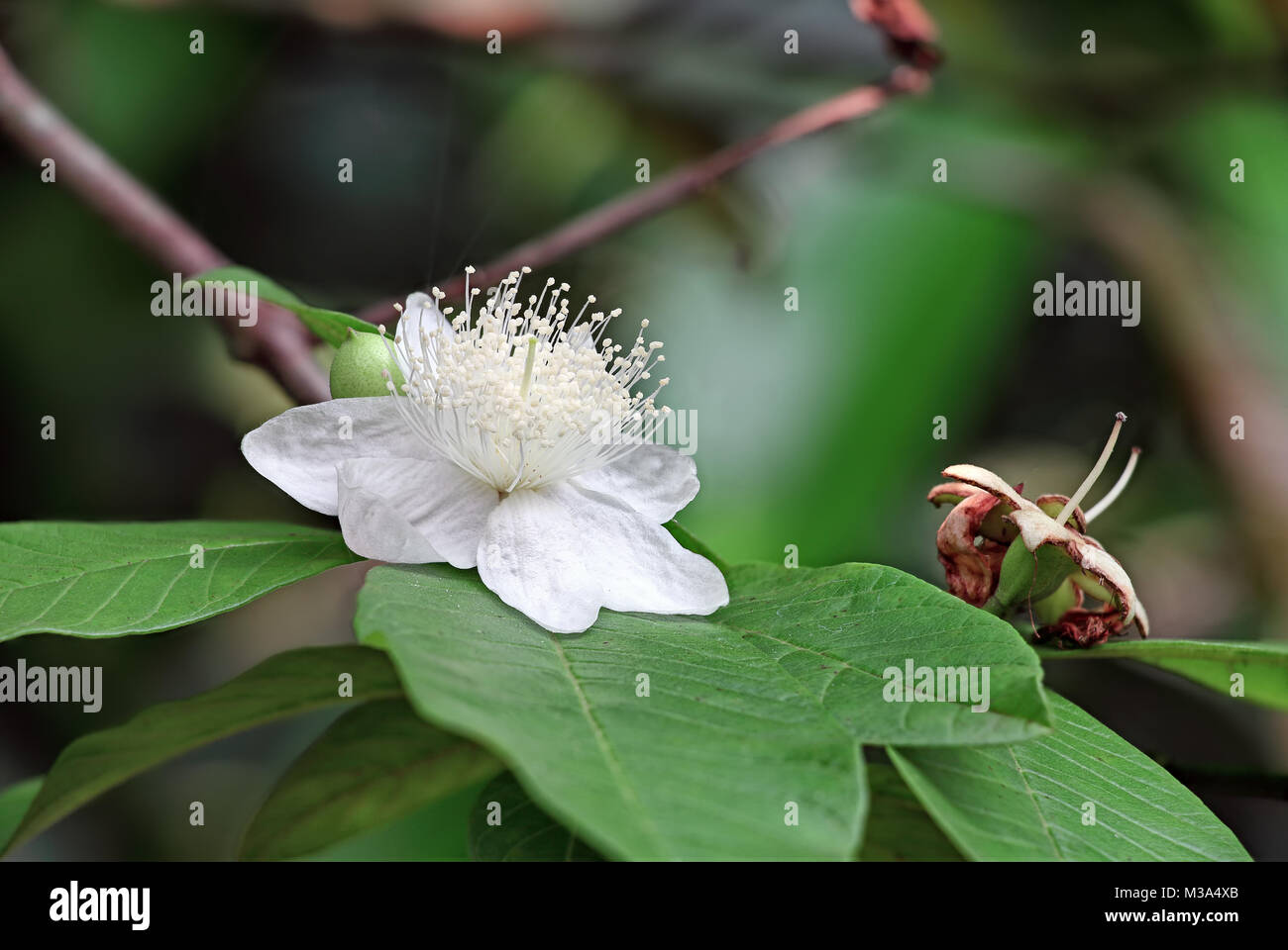 Apple guava, psidium guajava, tree bloom and buds from India. Stock Photo