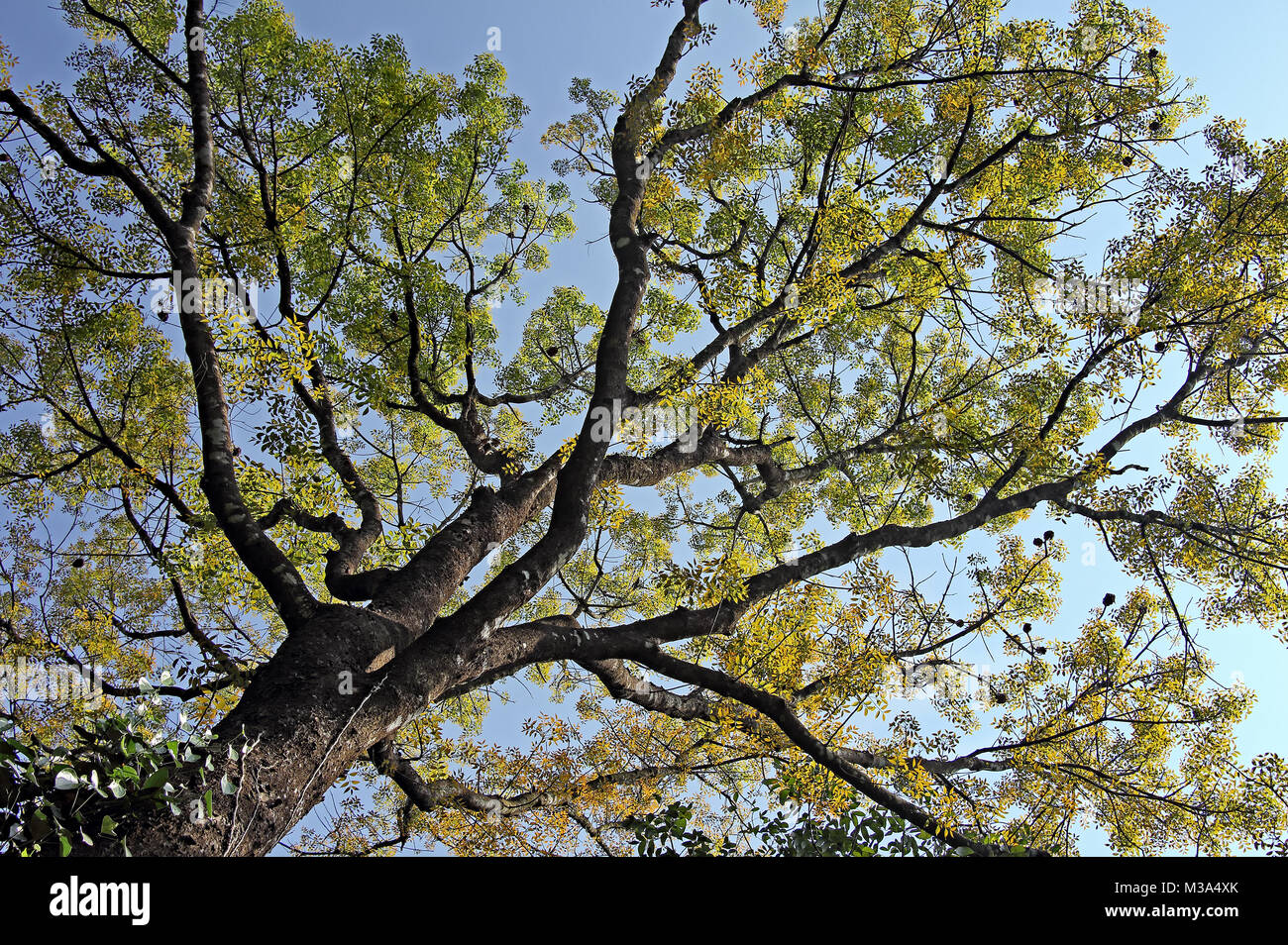 Canopy of mahogany tree with colorful autumn leaves, viewed from ground level against bright blue sky, in Kerala, India. Stock Photo