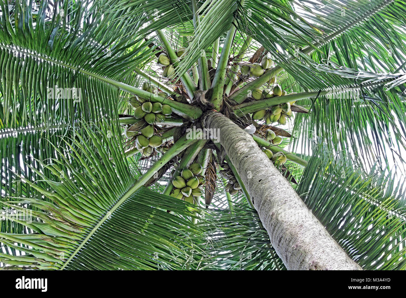 Coconut palm tree canopy with ripe and tender nuts, surrounded by lush green leaves, viewed from ground level Stock Photo