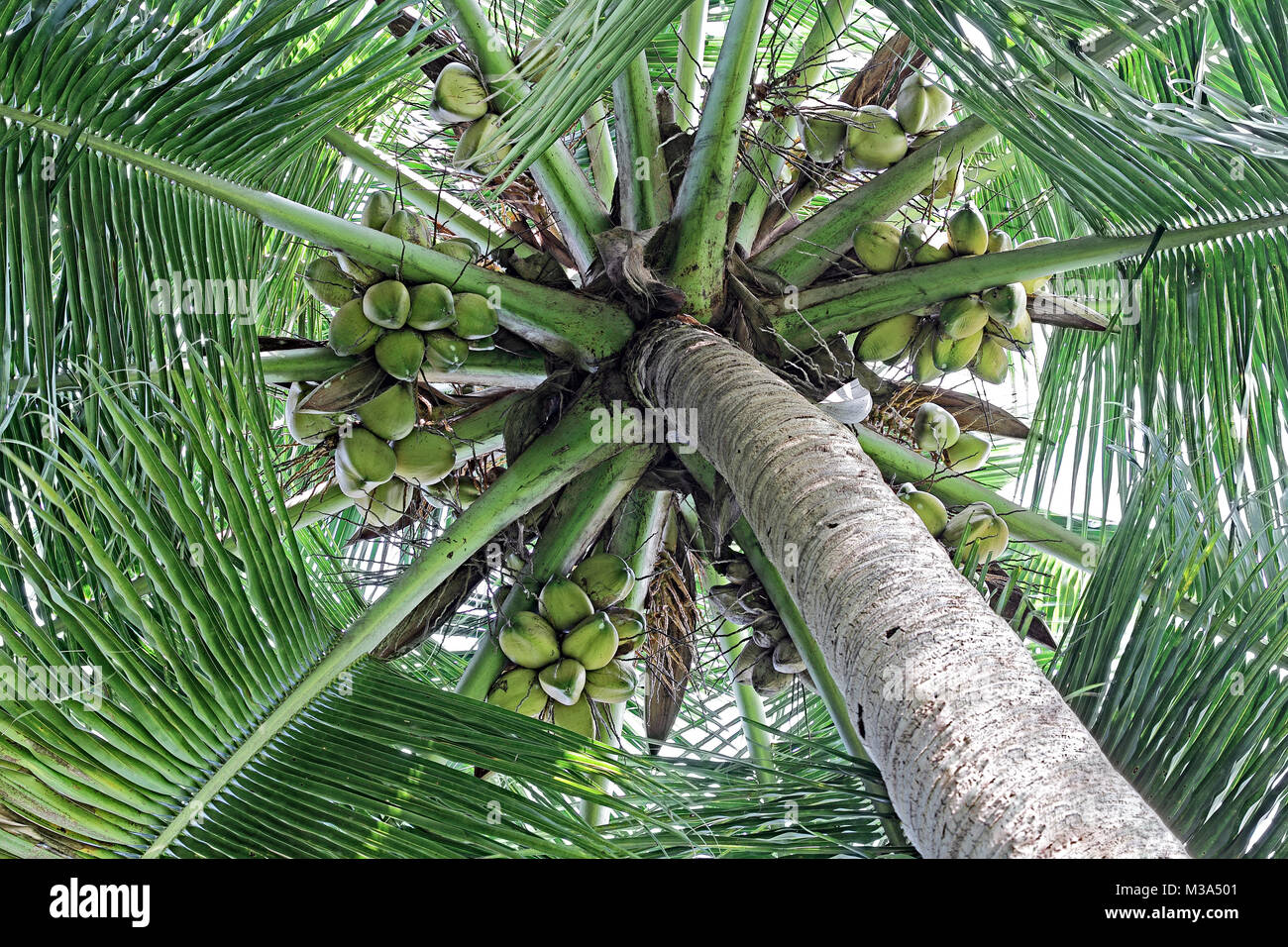 Lush green coconut tree canopy close up with ripe and tender nuts, viewed from ground level Stock Photo