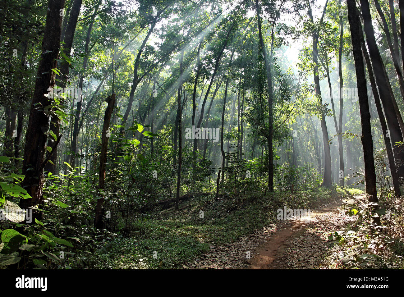 Forest dirt path in a tranquil winter morning with sunrays piercing through mist and trees in Kerala, India Stock Photo