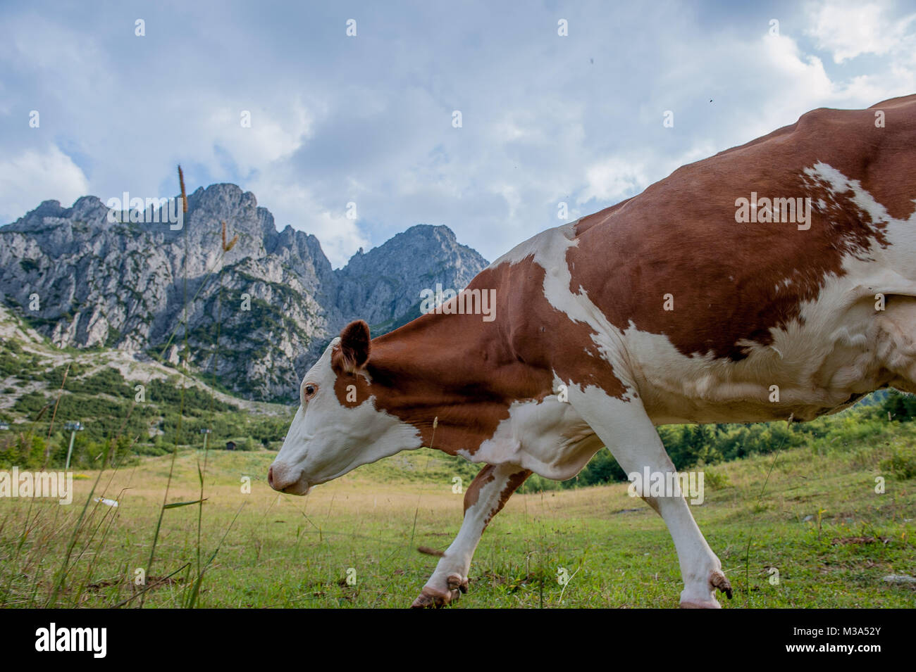 cow grazing in the mountain pasture Stock Photo - Alamy
