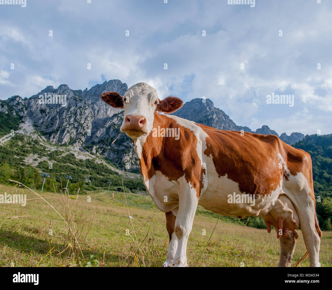 cow grazing in the mountain pasture Stock Photo - Alamy