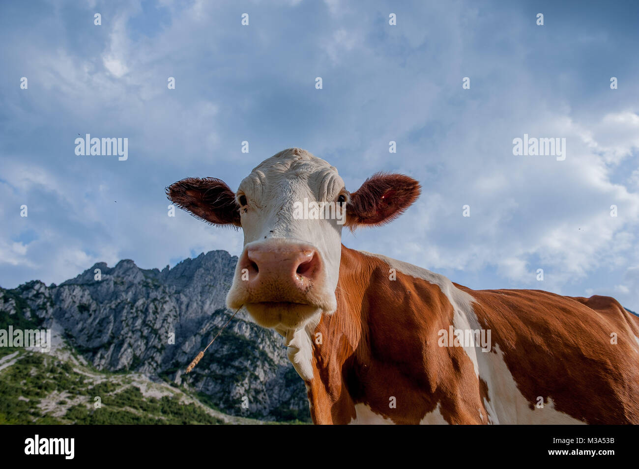 cow grazing in the mountain pasture Stock Photo - Alamy